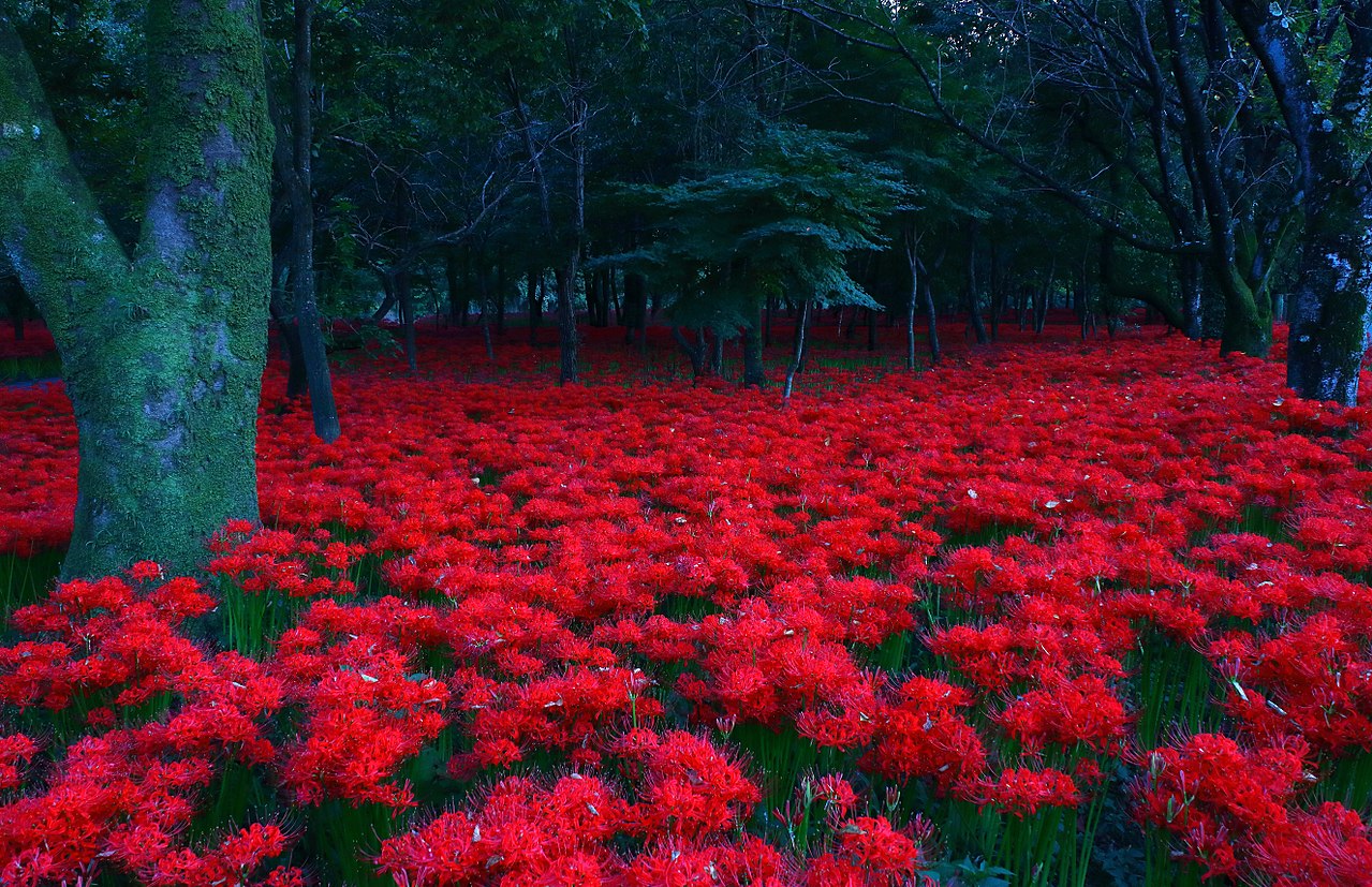 Annexe 1280px-Lycoris_radiata_-_Kinchakuda_Plateau,_Hidaka,_Saitama.jpg