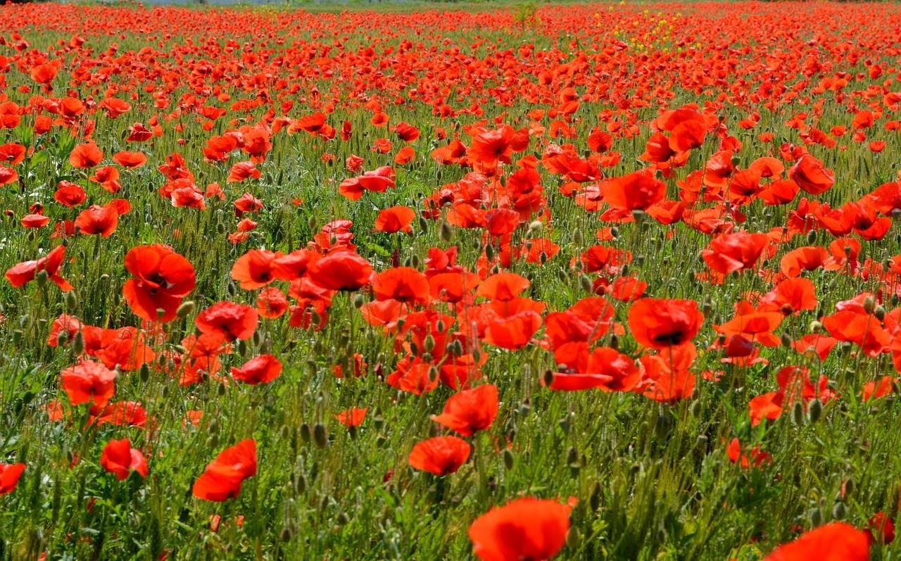 Annexe Champ-de-Coquelicot.jpg