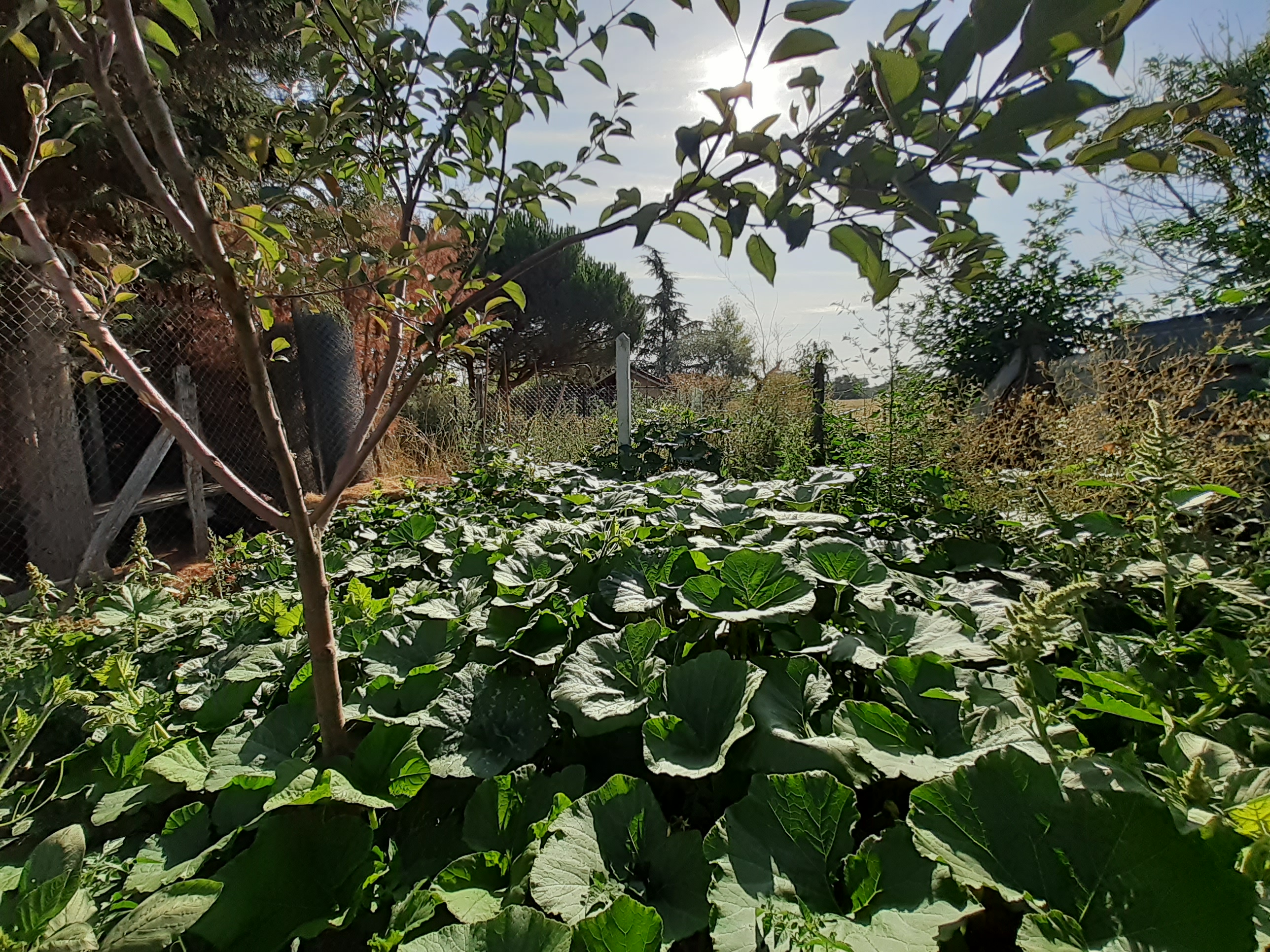 Annexe 20190816_093736.jpg