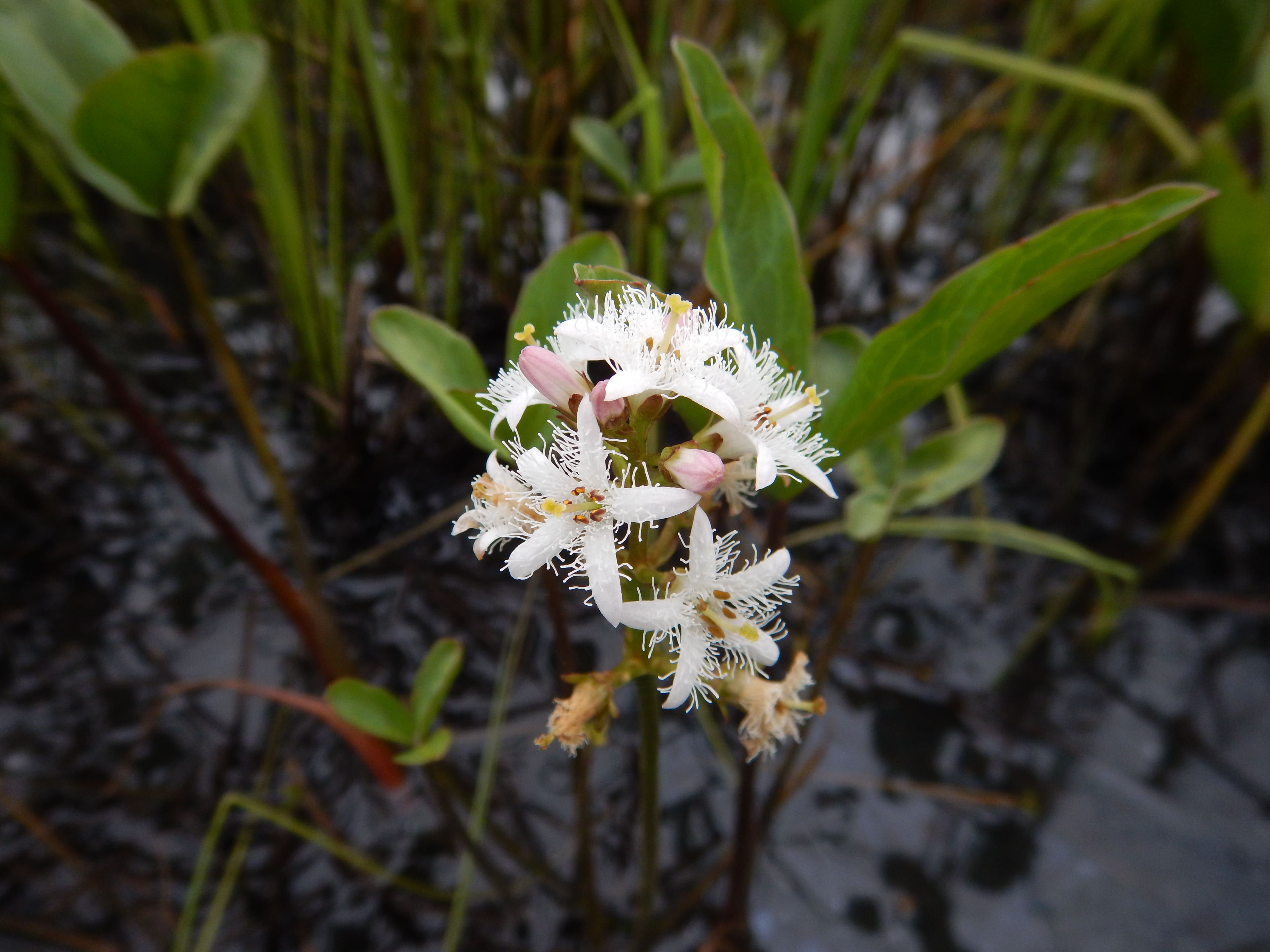 Annexe DSCN0695-min.JPG