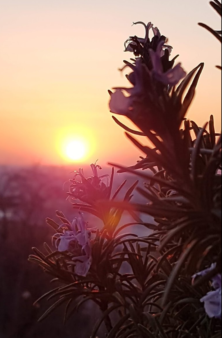 Annexe Capture d’écran 2020-04-04 à 18.41.31.png