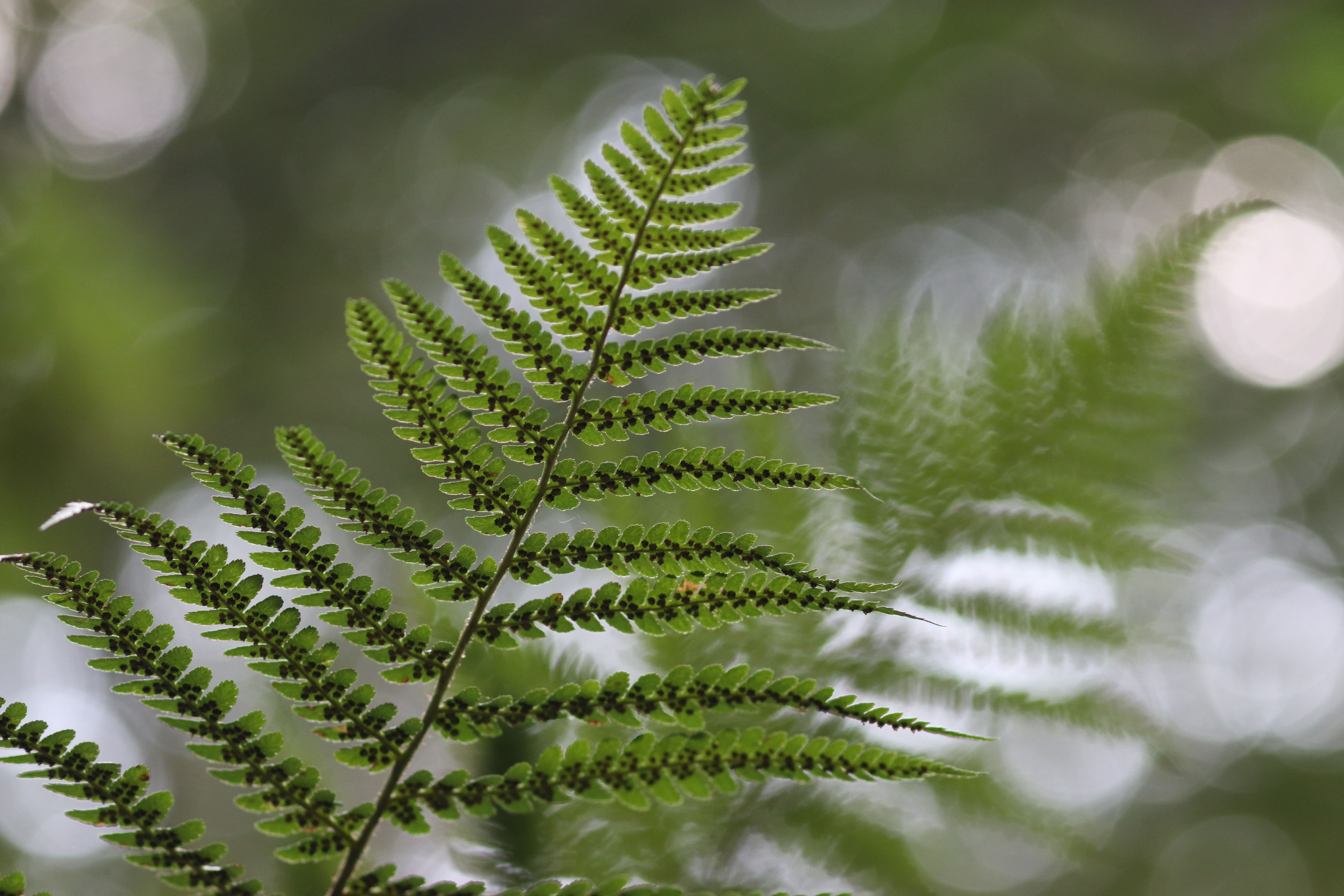 Annexe IMG_8291 - Copie-min.JPG