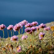 Annexe armeria_maritima_oeillet_mer-preview-12277702.jpg