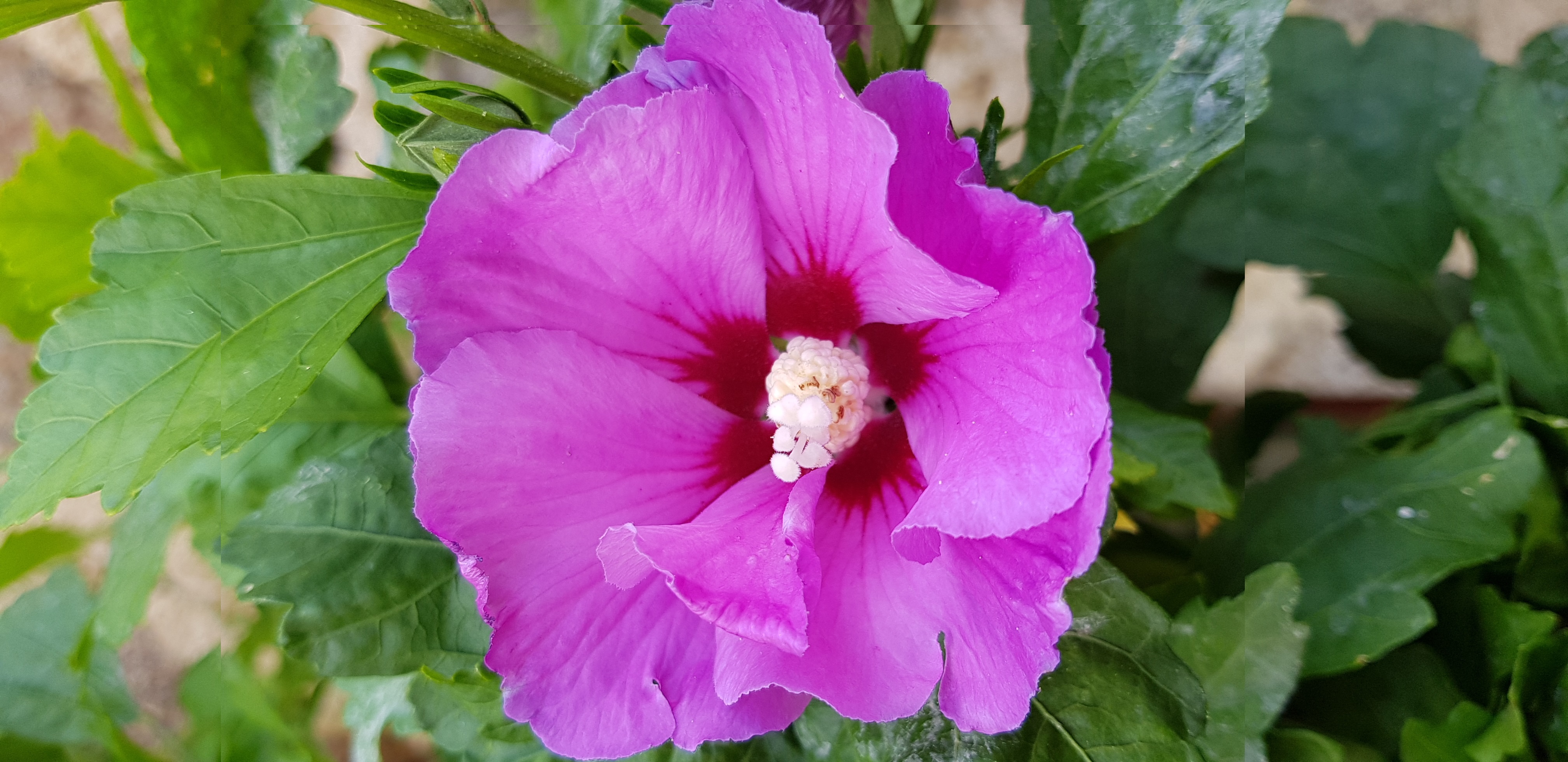 Annexe Hibiscus sinensis.jpg
