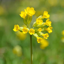 Annexe primevère officinale.jpg