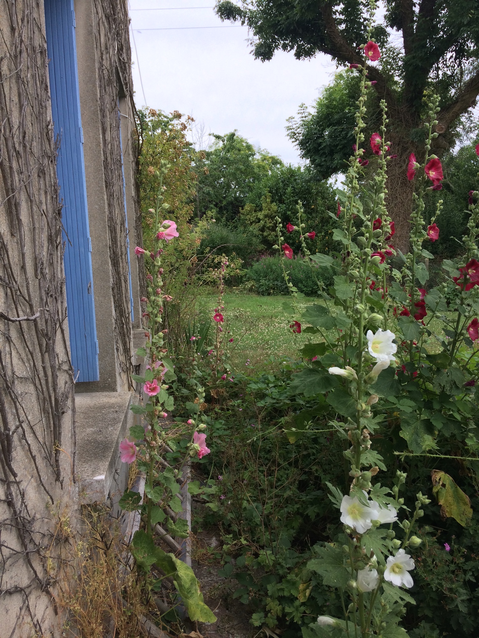 Annexe rose-trémière jardin maman.JPG