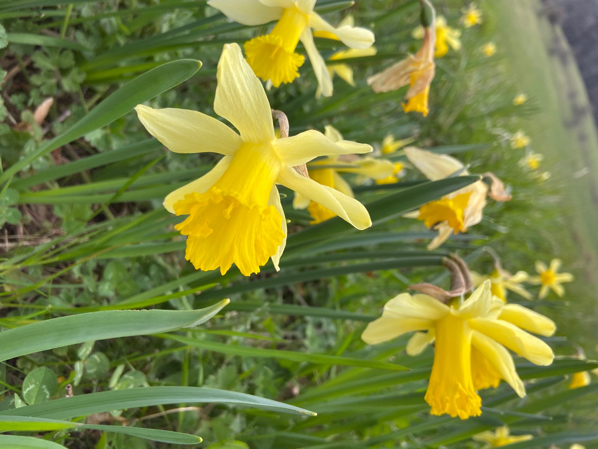 Annexe jonquille.jpg