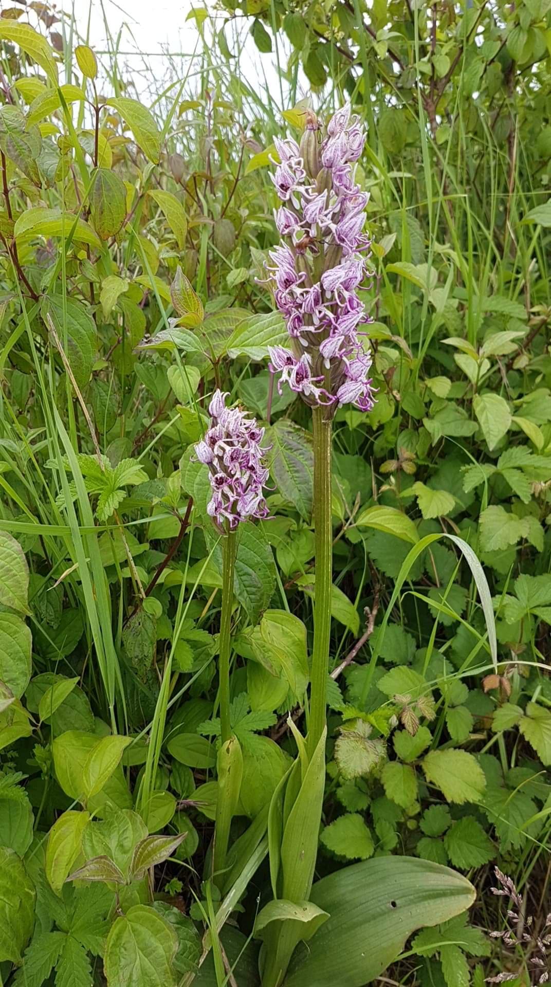 Annexe 61513078_370775247115320_5631540726010478592_n.jpg