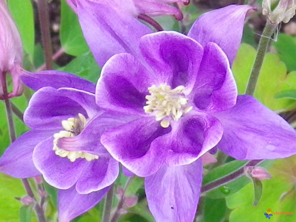 Annexe ancolie-bleue.jpg