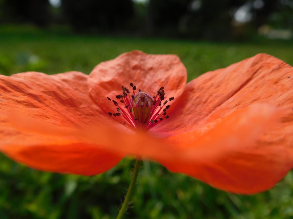 Annexe DSCN3632 - Copie.JPG