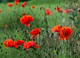 Annexe coquelicot.jpg