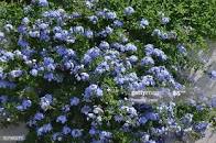 Annexe plumbago.jfif