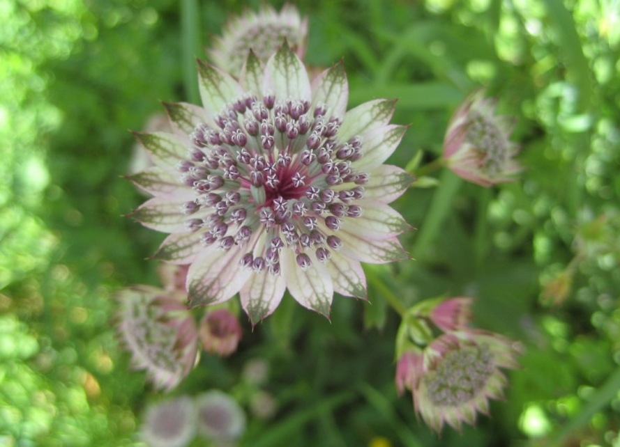 Annexe grande astrance C.JPG