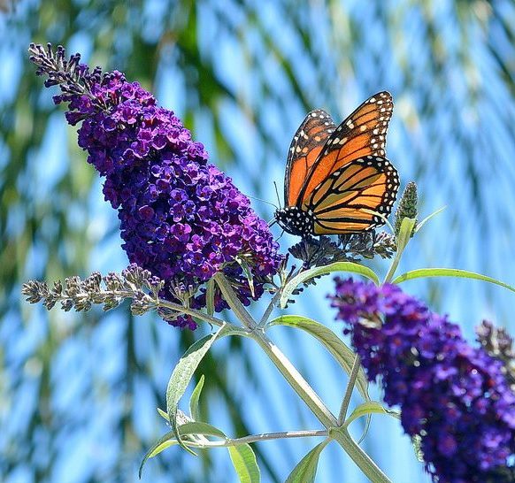 Annexe buddleia-davidii-black-knight-arbre.aux_.papillons-arbuste.aux_.papillons-e1516043058503.jpg