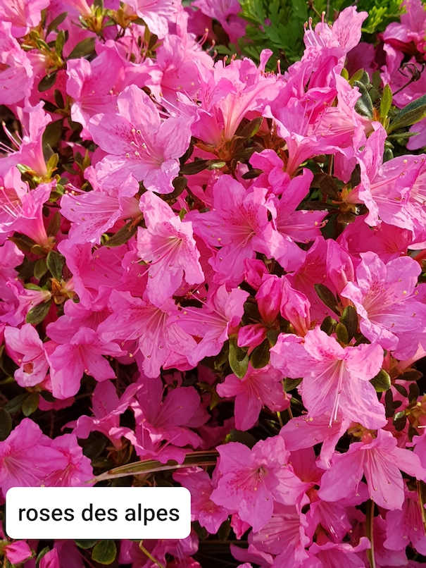 Annexe rose des alpes.jpg