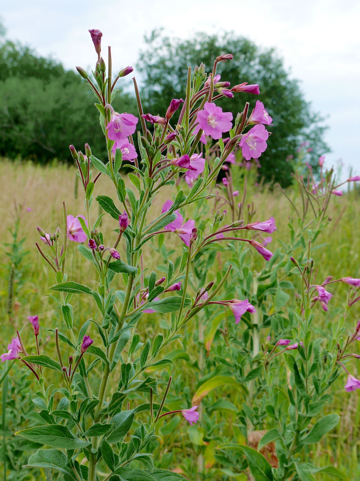 Annexe P1060092a-Epilobium.jpg