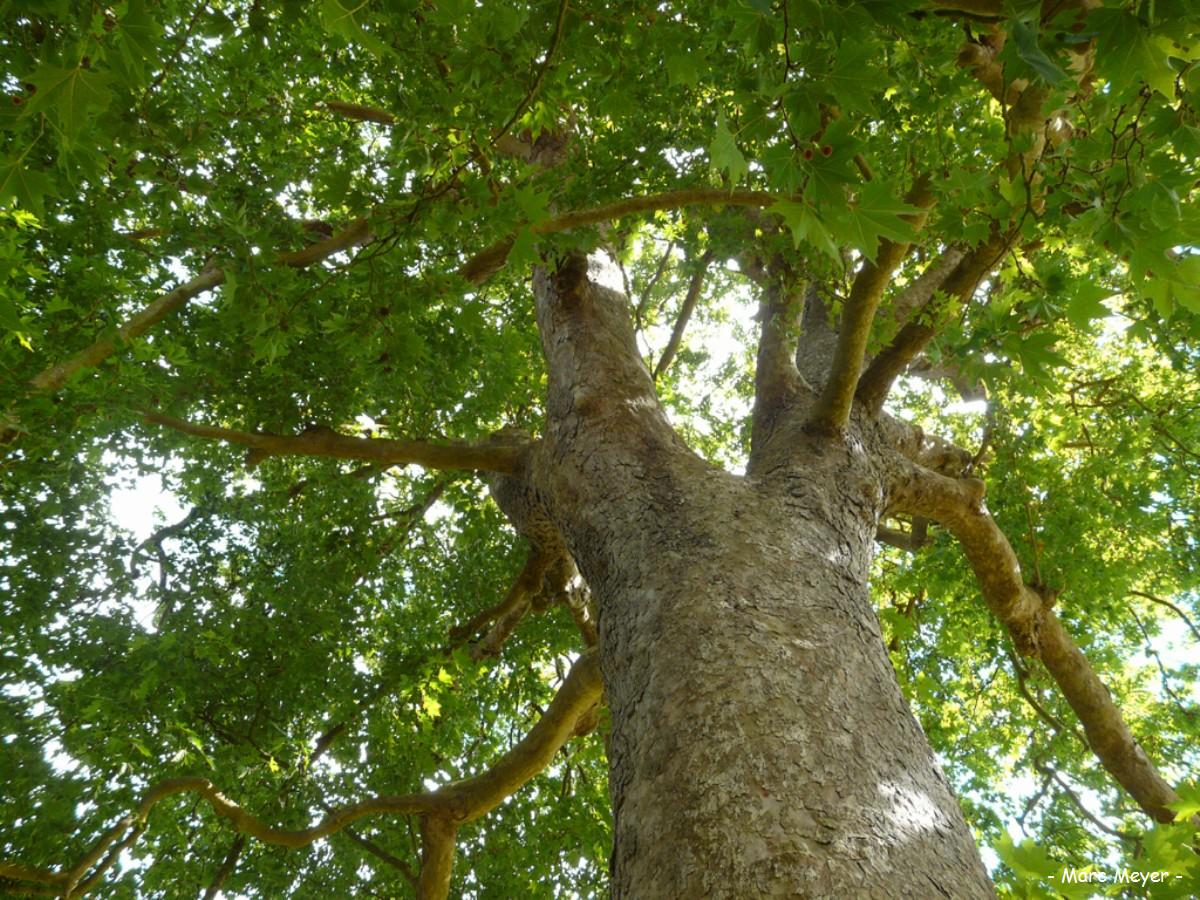 Annexe platane- commun.jpg