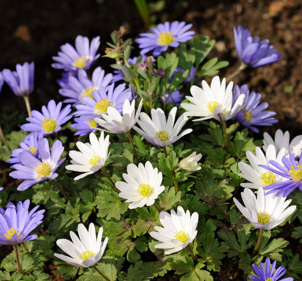 Annexe anemone-de-grece.jpg