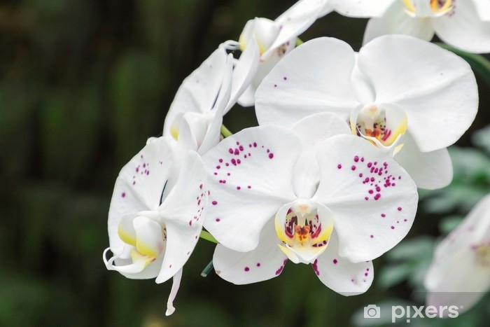 Annexe orchidée.jpg