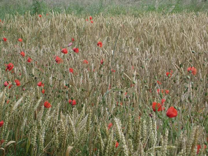 Annexe FB_IMG_1586632026438.jpg