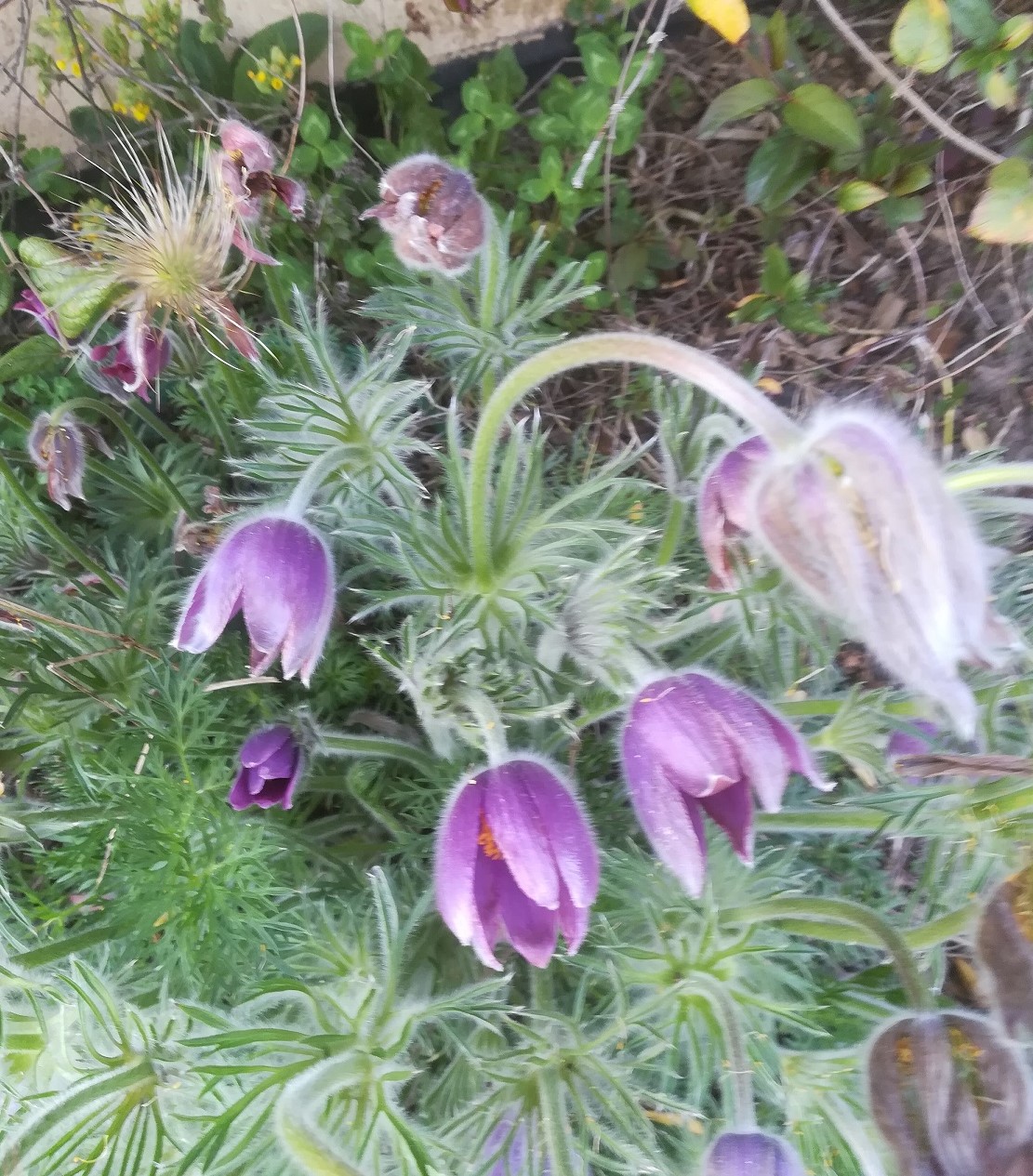 Annexe anémone pulsatille.jpg