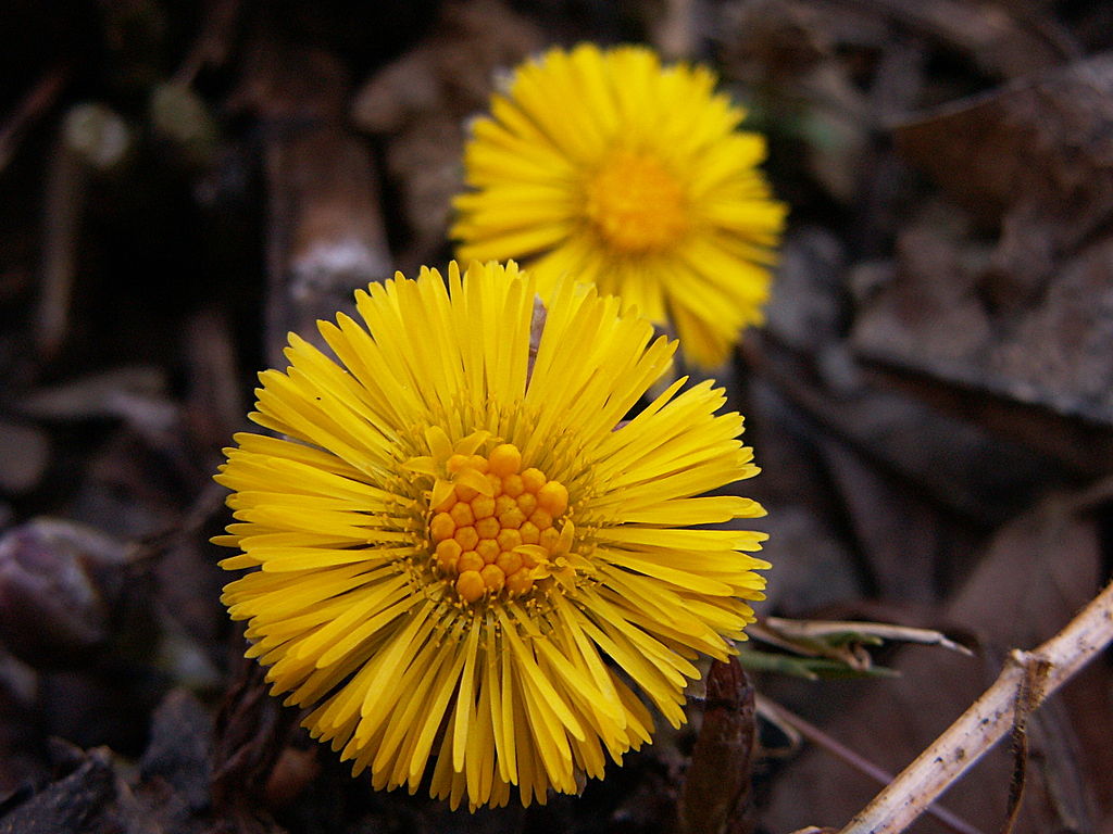 Annexe Tussilage farfara, 2015-04-05, Mount Lebanon, 05.jpg