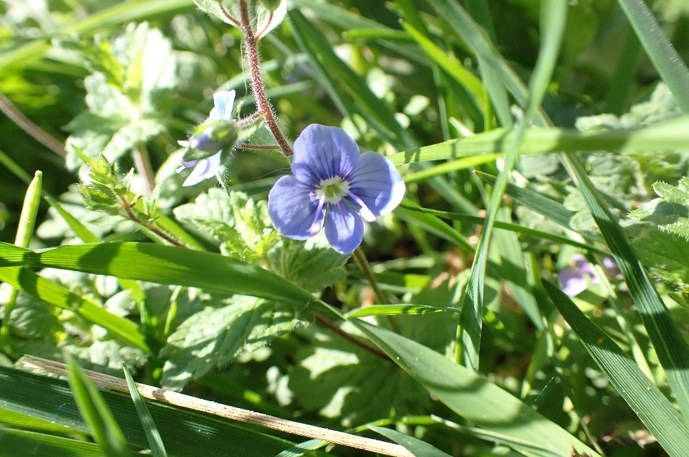 Annexe Veroniquepc.jpg