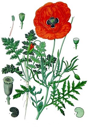 Annexe 290px-Papaver_rhoeas_-_Köhler–s_Medizinal-Pflanzen-101.jpg