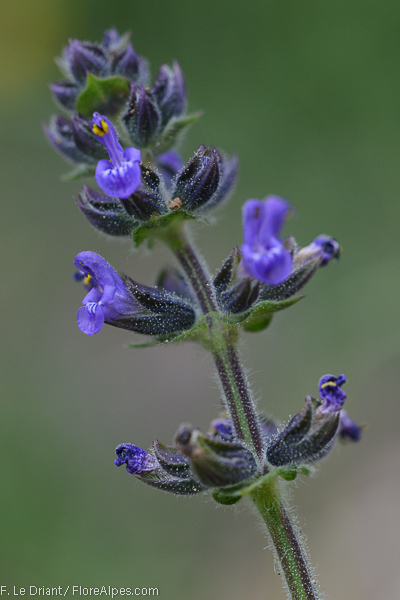 Annexe salviaverbverb_4.jpg