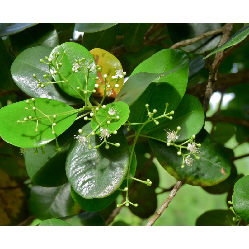 Annexe Bois dinde (Pimenta racemosa).jpg