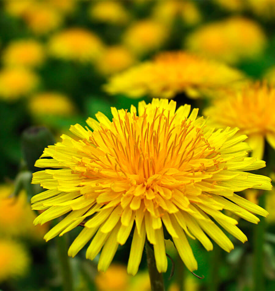 Annexe pissenlit-Dandelions.jpg