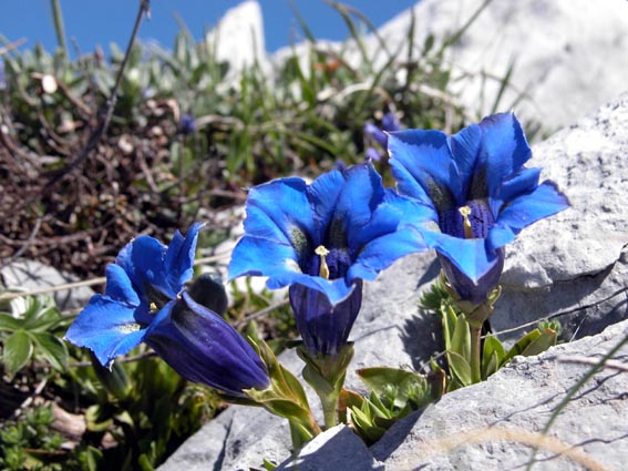 Annexe gentiane_acaule_04.jpg
