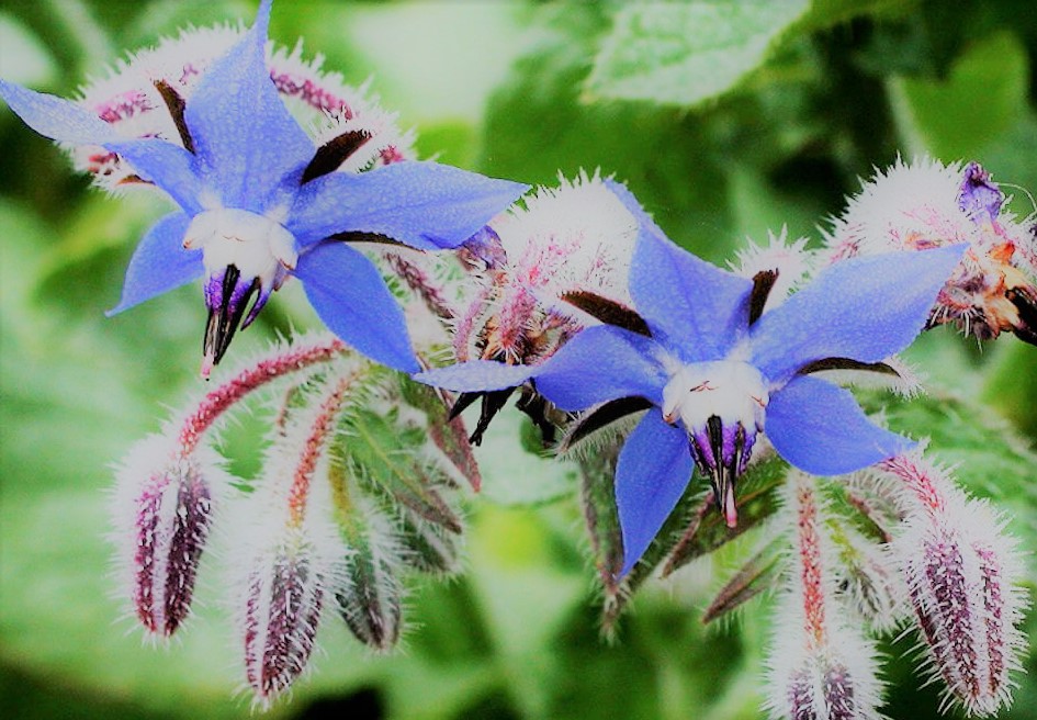 Annexe fleurs-bourrache-borago-offinicalis (2).jpg