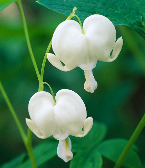 Annexe Lamprocapnos_Dicentra_spectabilis_Alba_MAP_18695_CNI.jpg