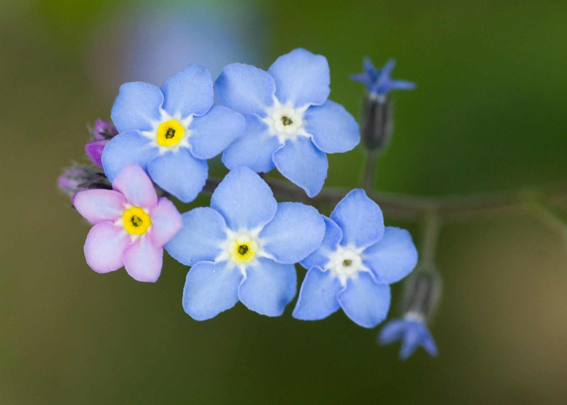 Annexe myosotis_pixabay.jpg