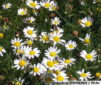 Annexe Capture d’écran 2020-04-16 à 15.03.55.png
