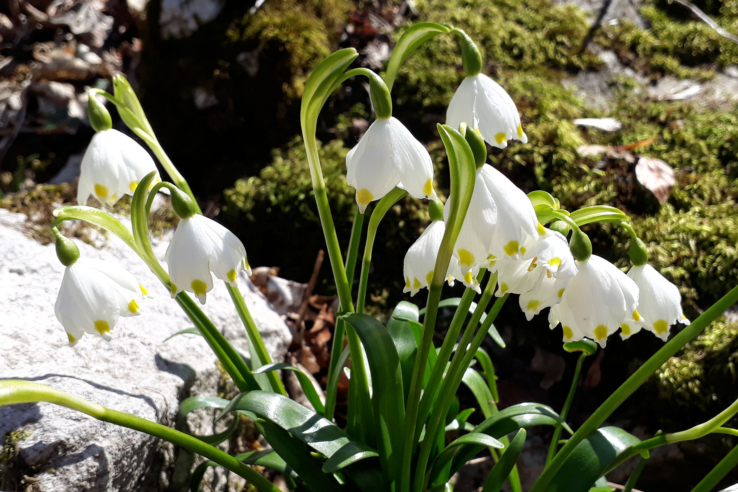 Annexe 2019-03-31 Pré5Sous (1).jpg