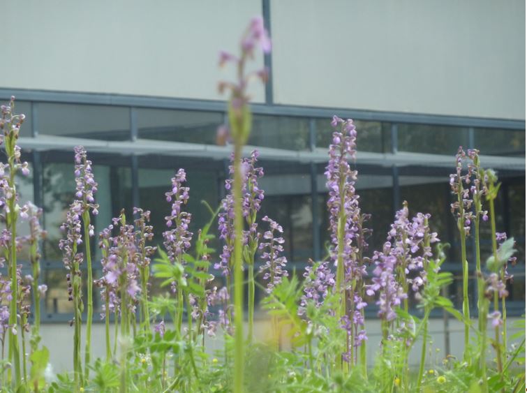 Annexe Orchidées Bdx Avril 20.JPG