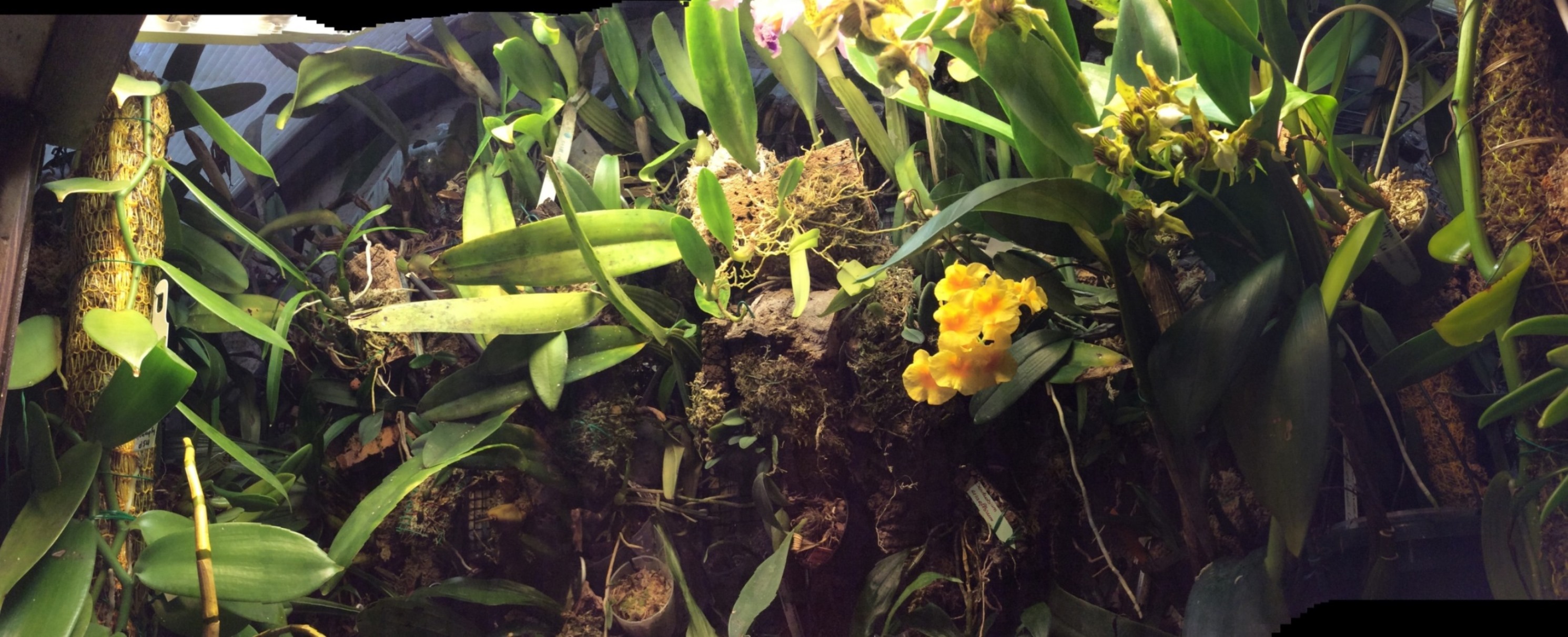 Annexe Ma serre dorchidées tropicales.jpg