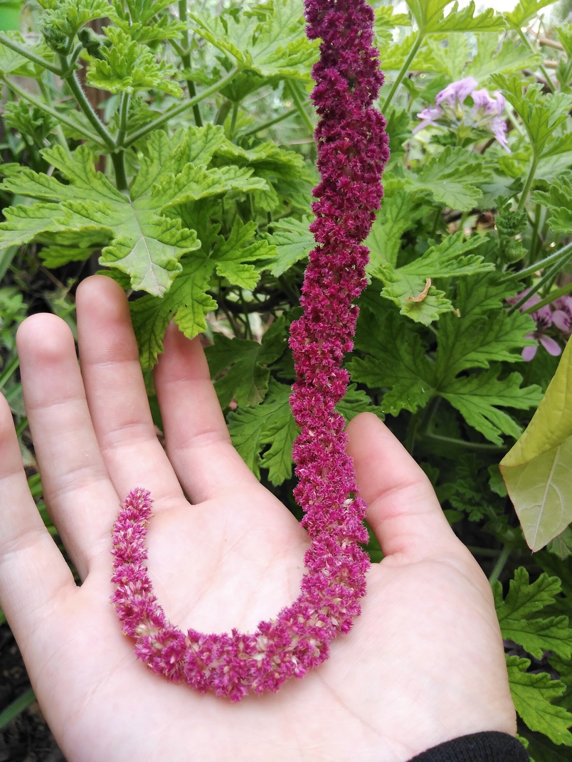 Annexe IMG_20200412_120241-ConvertImage.jpg