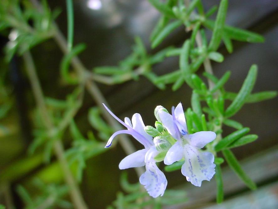 Annexe ChristianBauer_flowering_rosemary.jpg