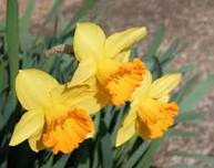 Annexe jonquille trompette.jpg