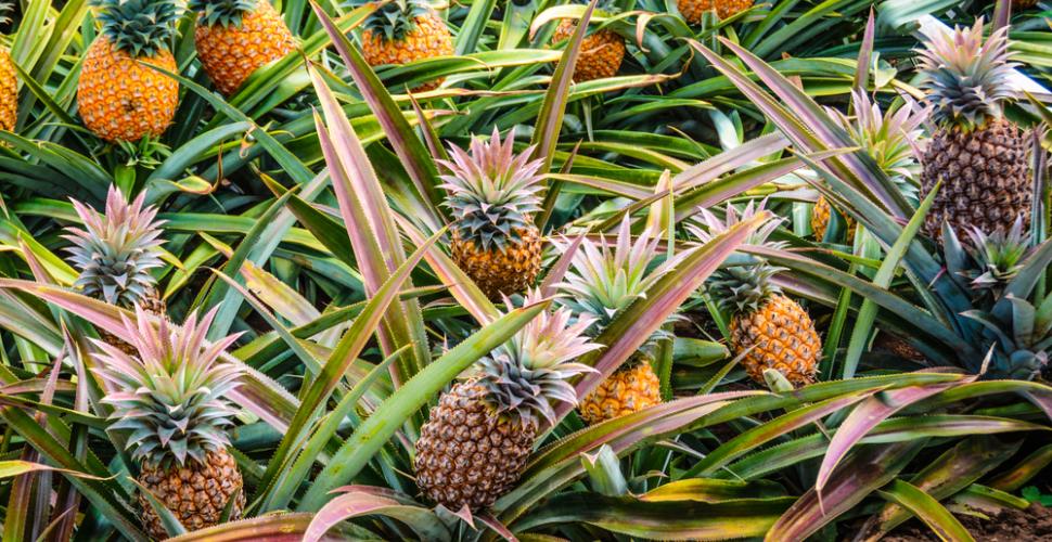 Annexe shutterstock_1285370569.jpg