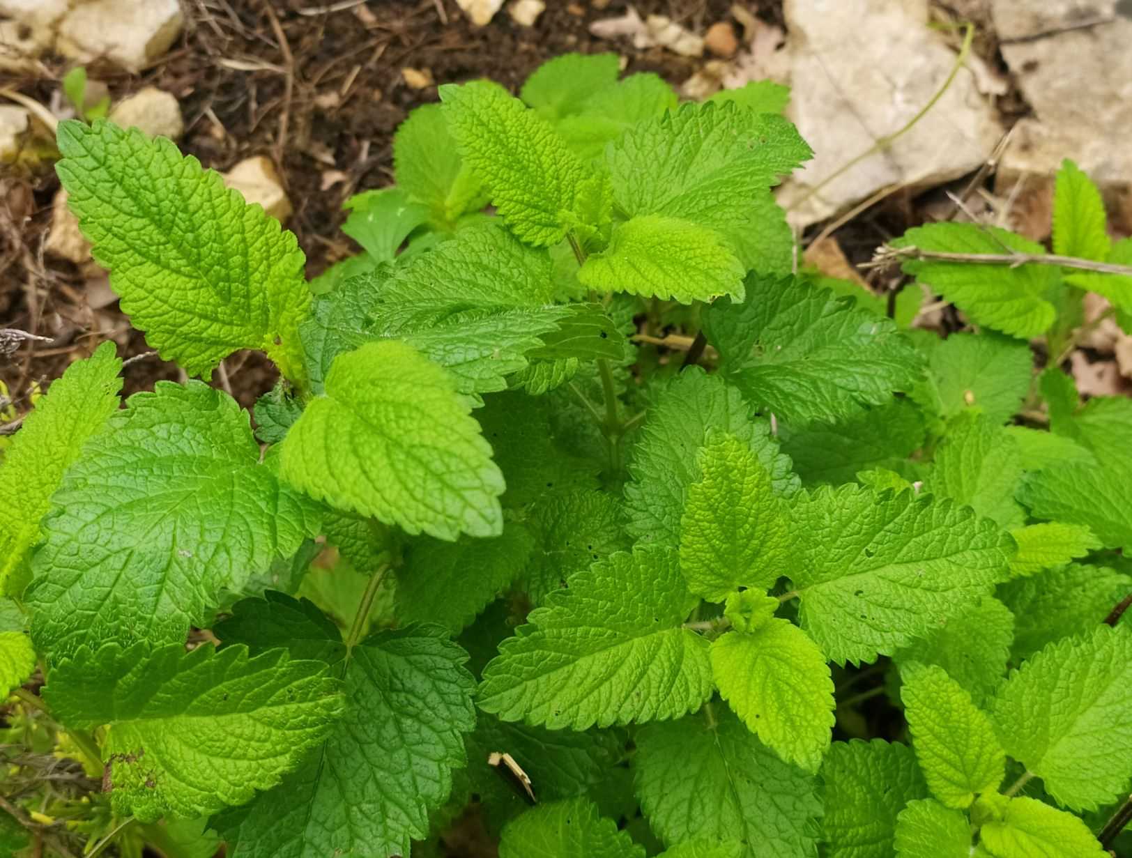 Annexe melisse b.jpg