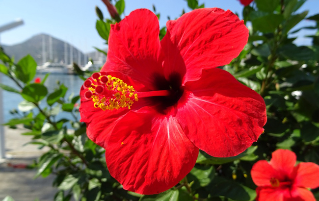 Annexe hibiscus-rouge-151442.jpg