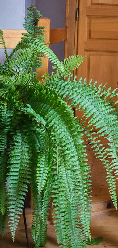 Annexe Capture d’écran 2020-04-24 à 17.44.06.png