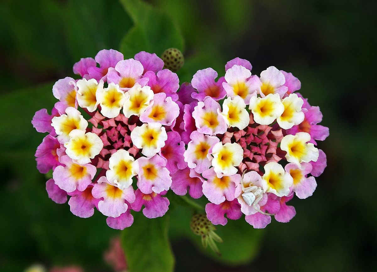Annexe Twin_lantana_camara_edit.jpg