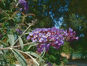 Annexe 290px-Buddleia_davidii1.jpg