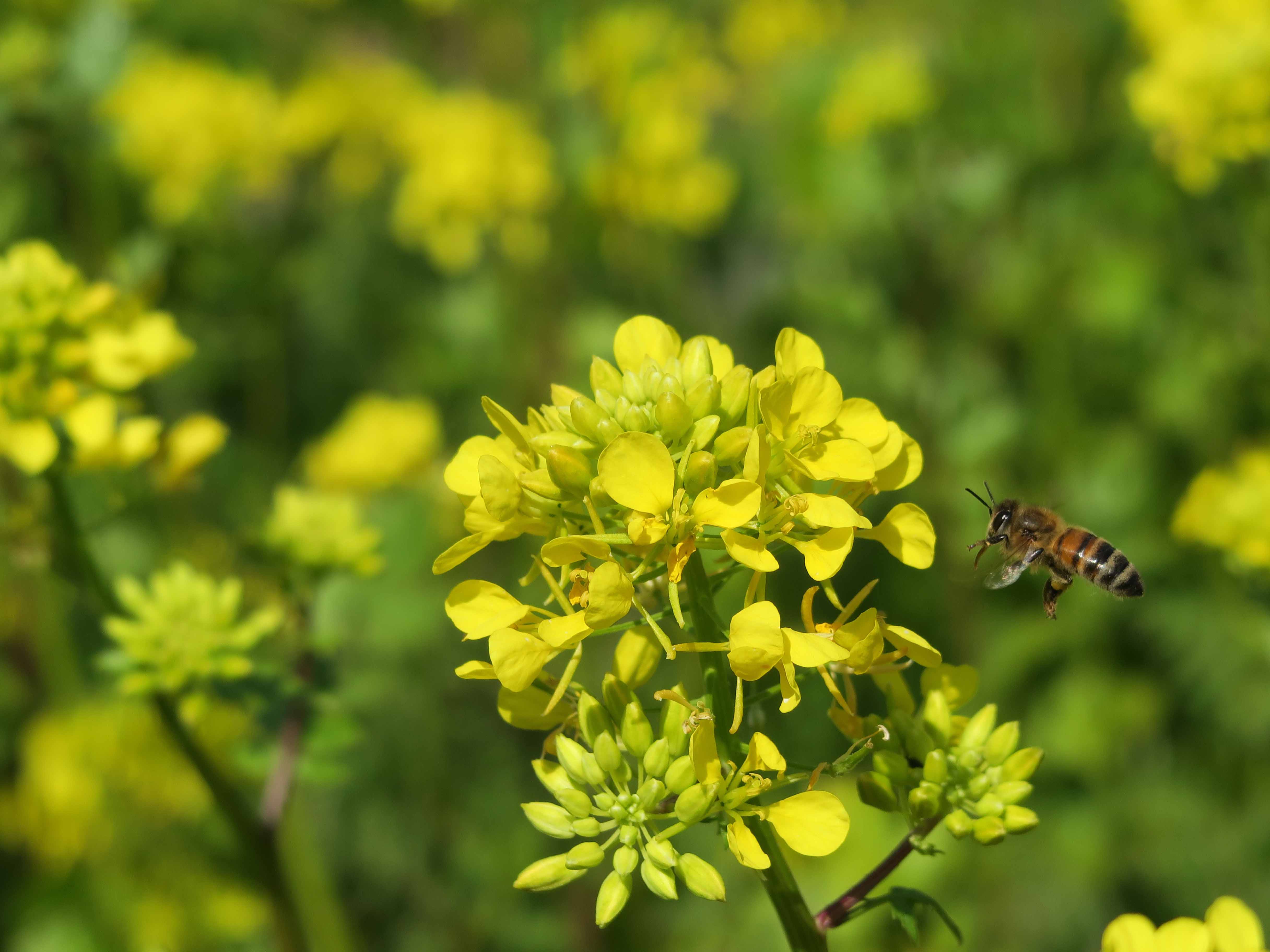 Annexe IMG_44712.jpg