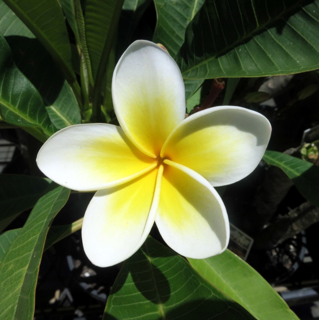 Annexe frangipanier.jpg